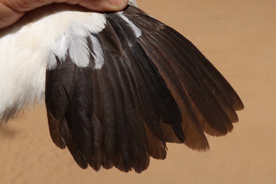 Southern Pied-Babbler - ML614990282