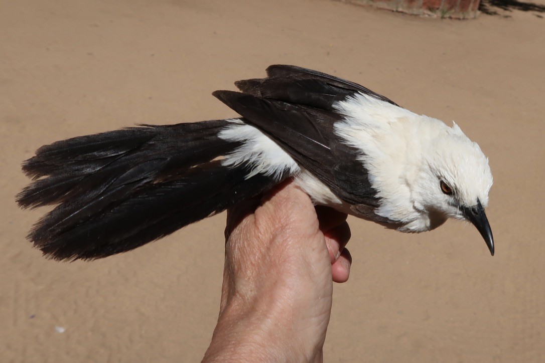 Southern Pied-Babbler - ML614990304