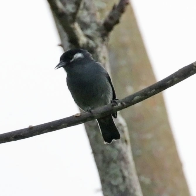 White-eared Conebill - Trevor Ellery