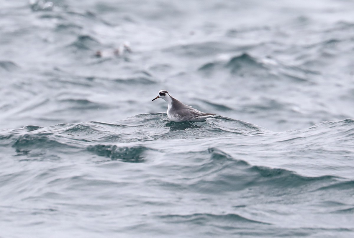 Red Phalarope - ML614990406