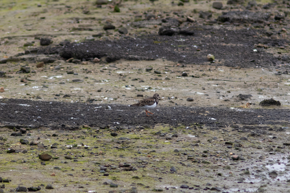 Ruddy Turnstone - ML614990471