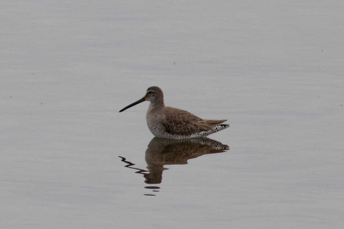 Short-billed/Long-billed Dowitcher - ML614990546