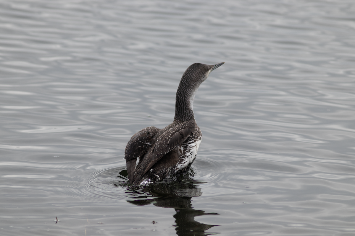 Red-throated Loon - ML614990571