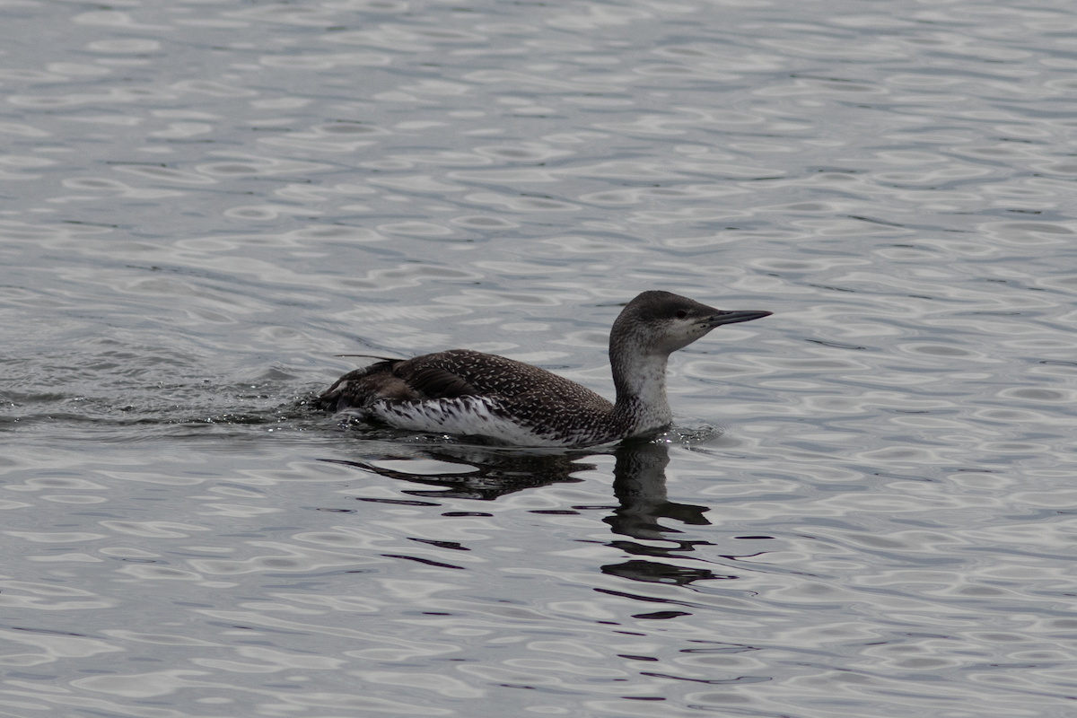 Red-throated Loon - ML614990572