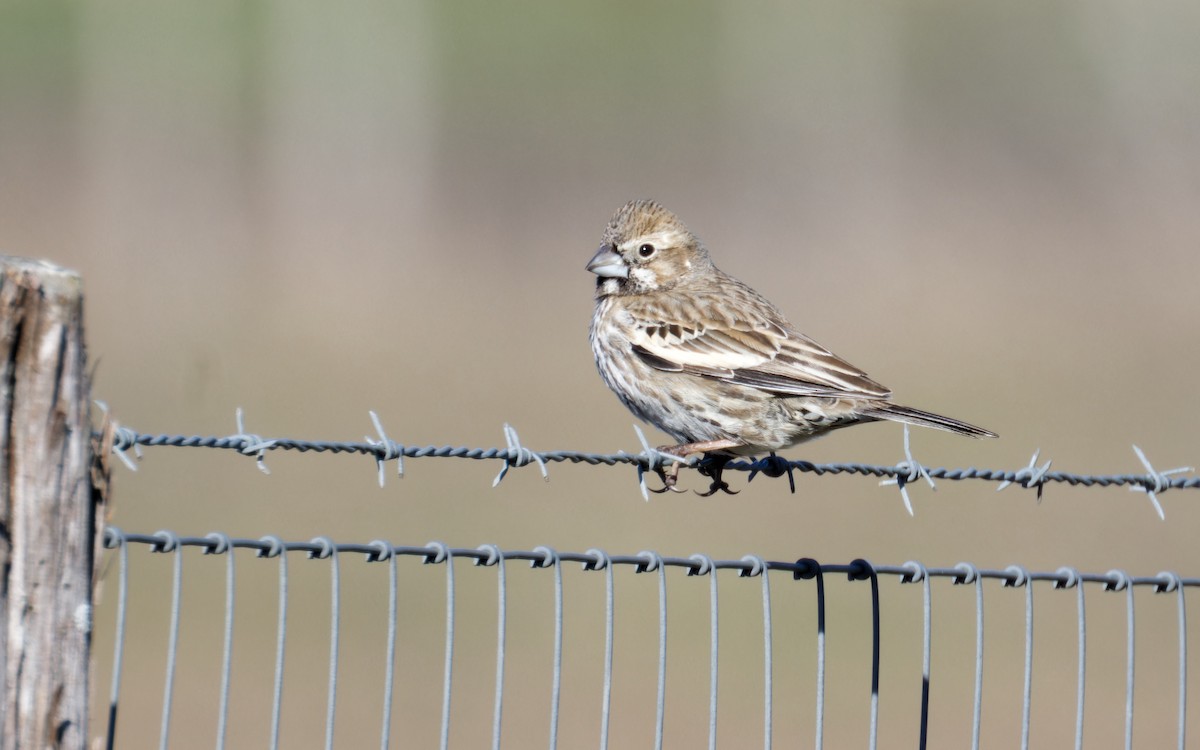 Lark Bunting - ML614990581