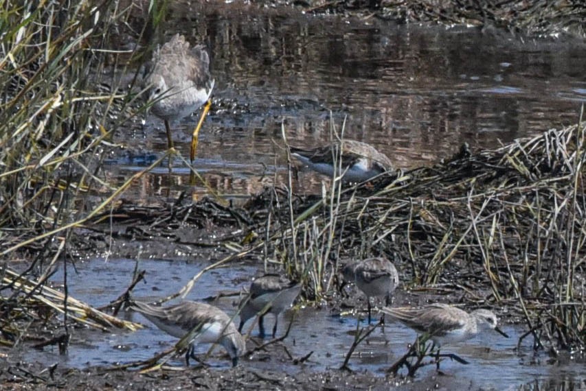 Greater Yellowlegs - ML614990585