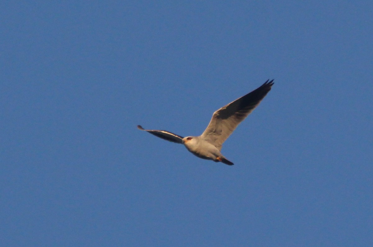 Black-winged Kite - ML614990601