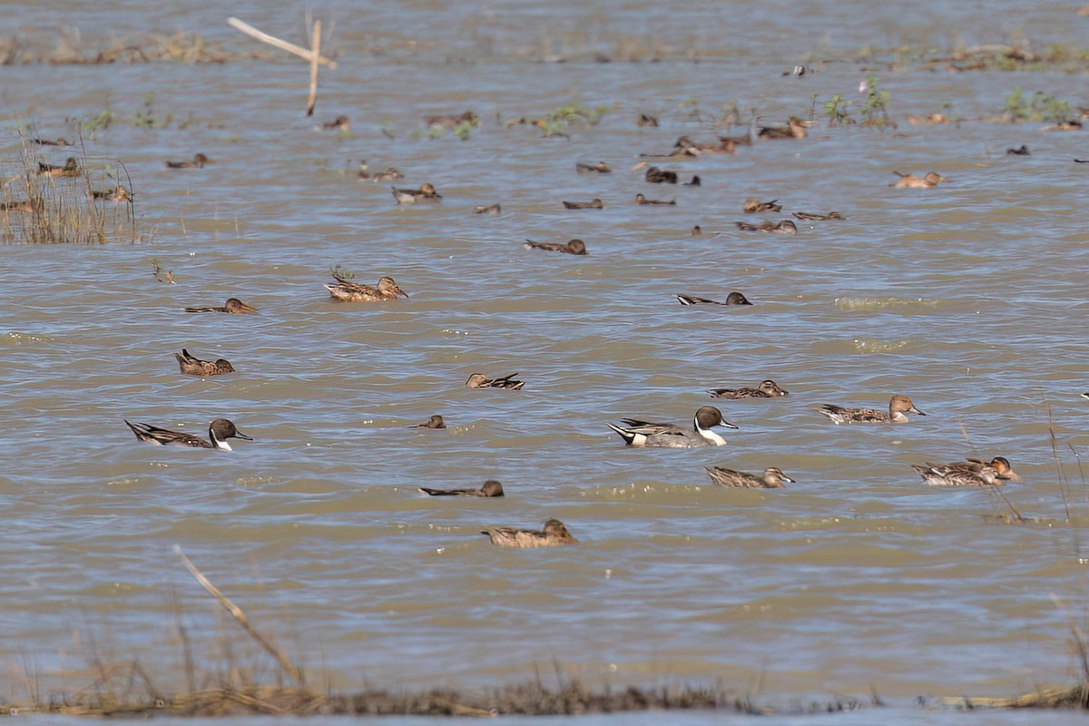 Northern Pintail - ML614990627