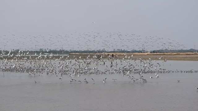 Great Knot - ML614990668