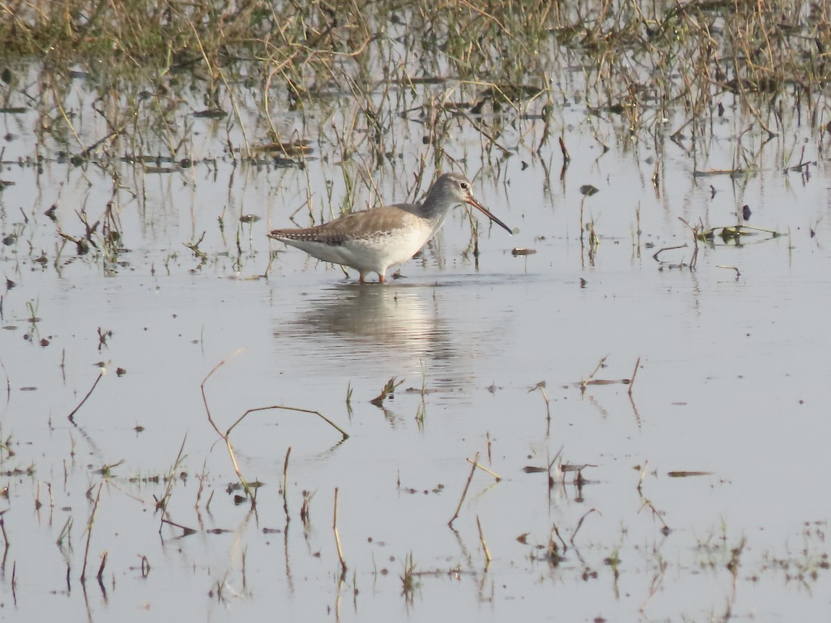 Spotted Redshank - ML614990683