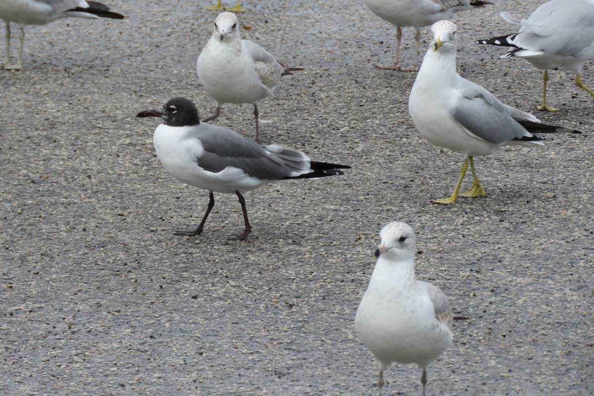 Gaviota Guanaguanare - ML614990698