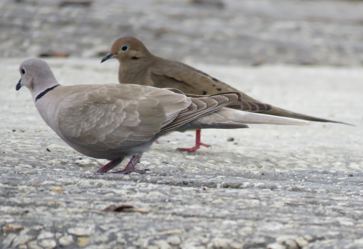 Eurasian Collared-Dove - ML614990713