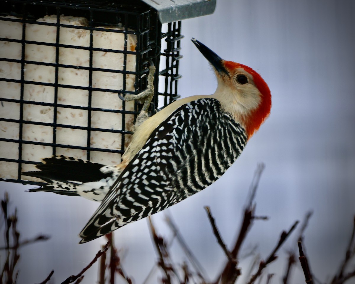Red-bellied Woodpecker - Rick&Peggy Price