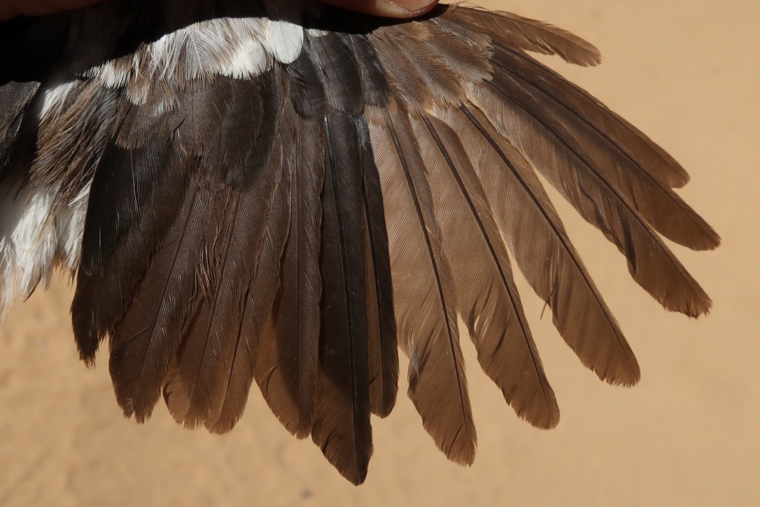 Southern Pied-Babbler - ML614990733