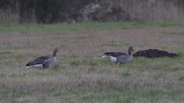 Graylag Goose - ML614990748