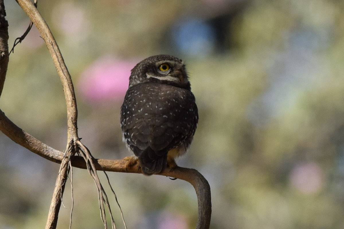Spotted Owlet - ML614990820