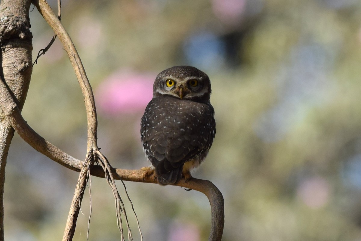 Spotted Owlet - ML614990821