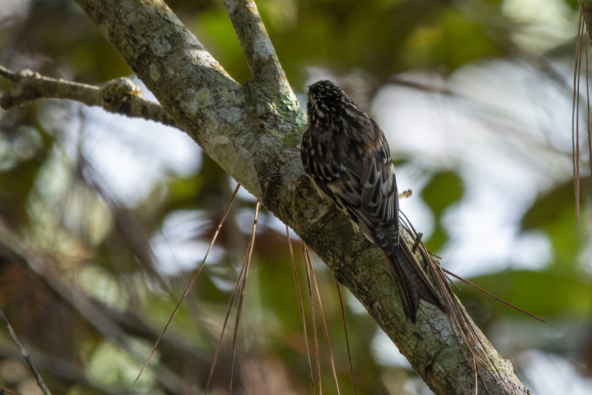 Brown Creeper - Francisco Dubón