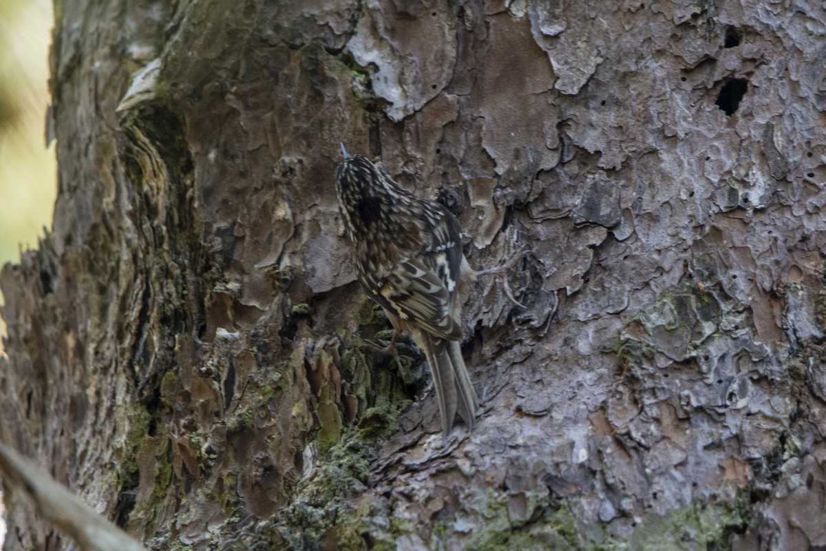 Brown Creeper - Francisco Dubón