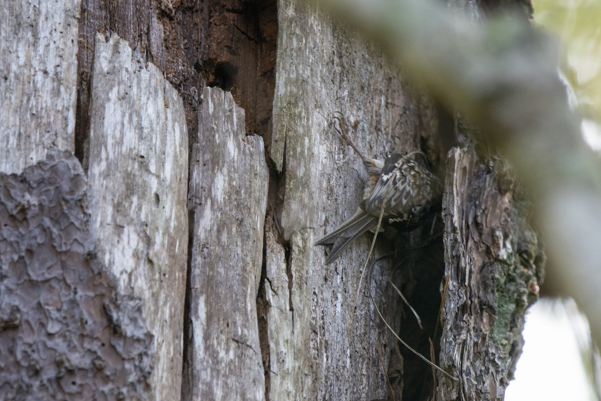 Brown Creeper - Francisco Dubón