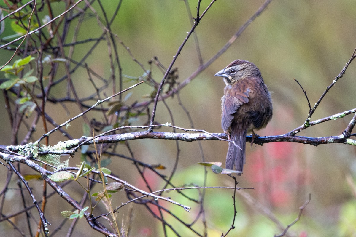 Rusty Sparrow - ML614990850