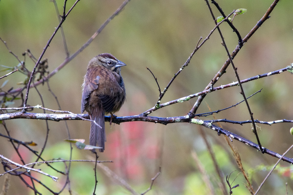 Rusty Sparrow - ML614990851