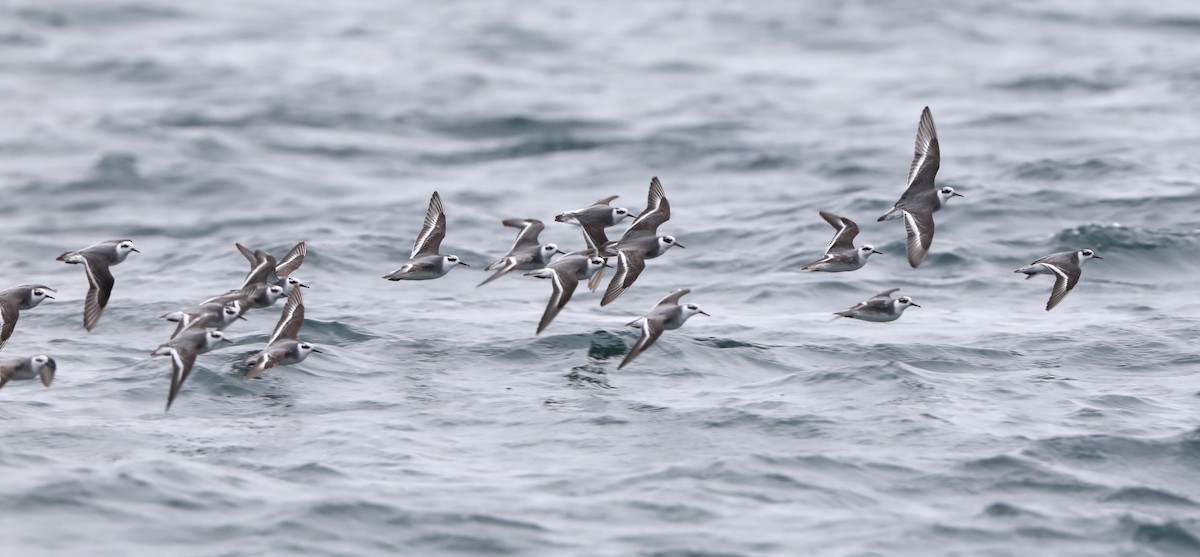 Red Phalarope - ML614990853