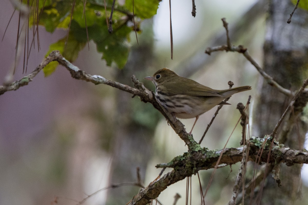 Ovenbird - Francisco Dubón