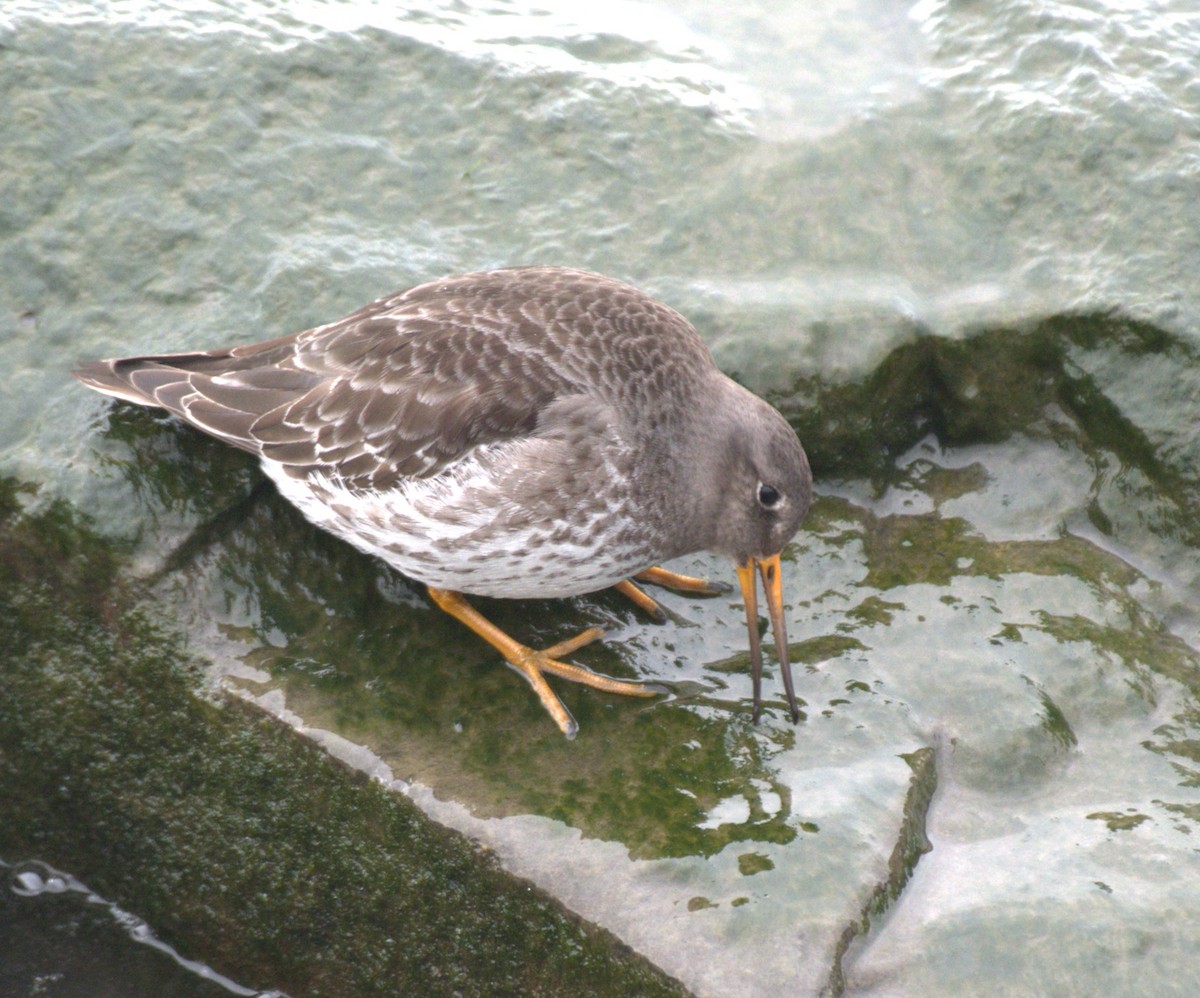 Purple Sandpiper - Richard Payne