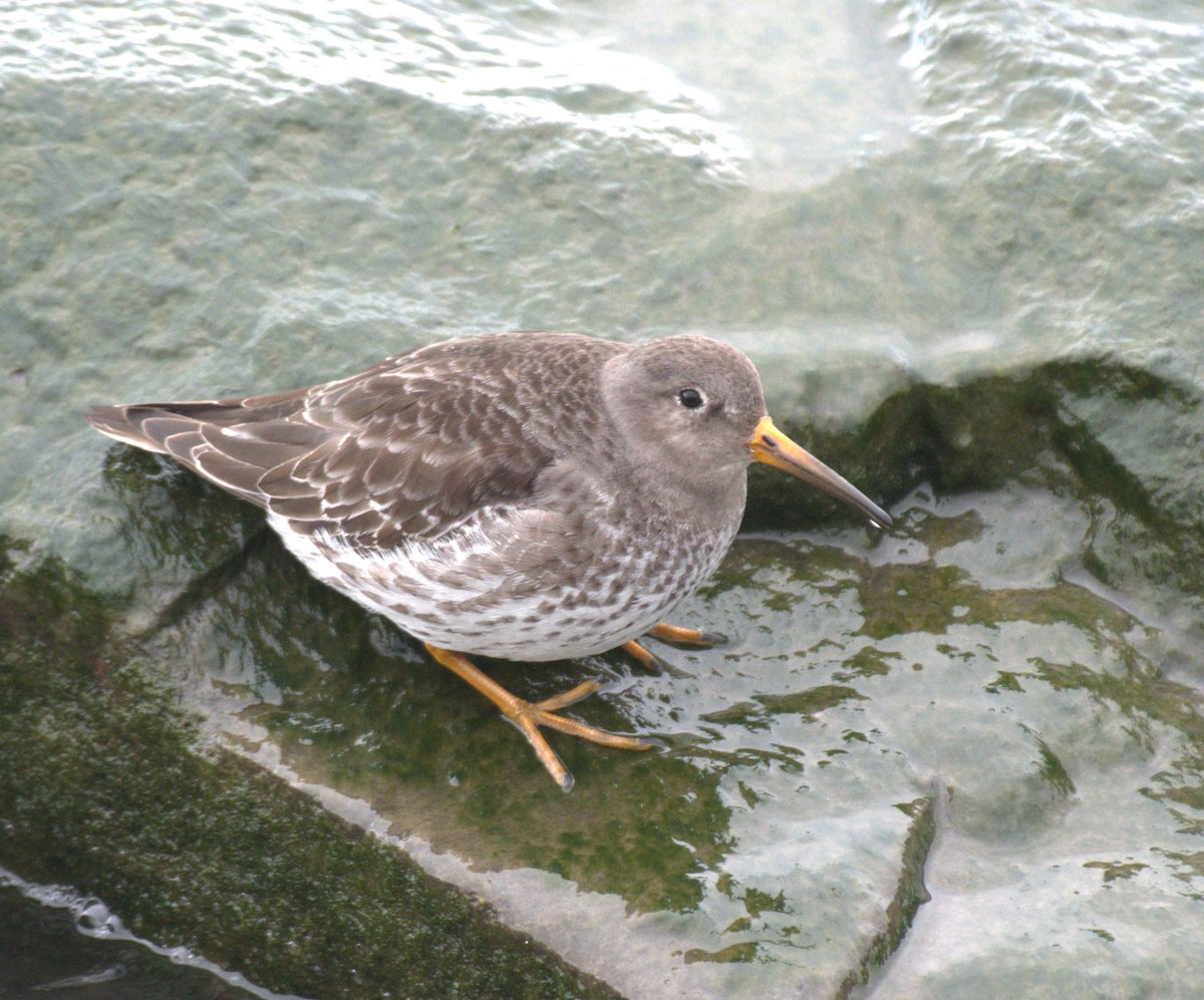 Purple Sandpiper - Richard Payne