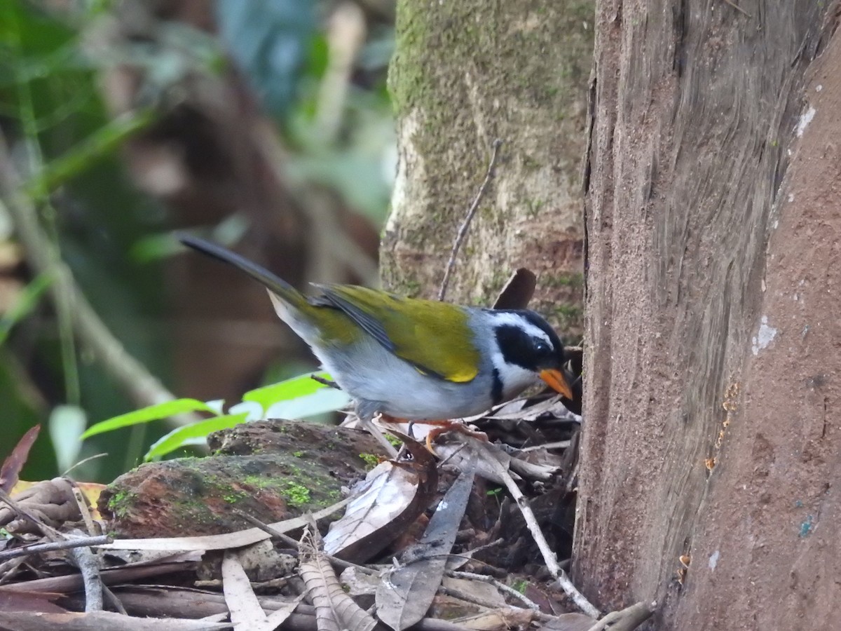 Saffron-billed Sparrow (Saffron-billed) - ML614991042