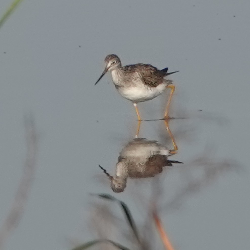 Greater Yellowlegs - Jana Lagan