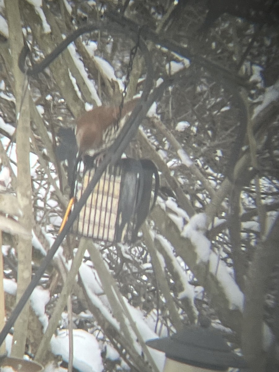 Brown Thrasher - Jack Swatt