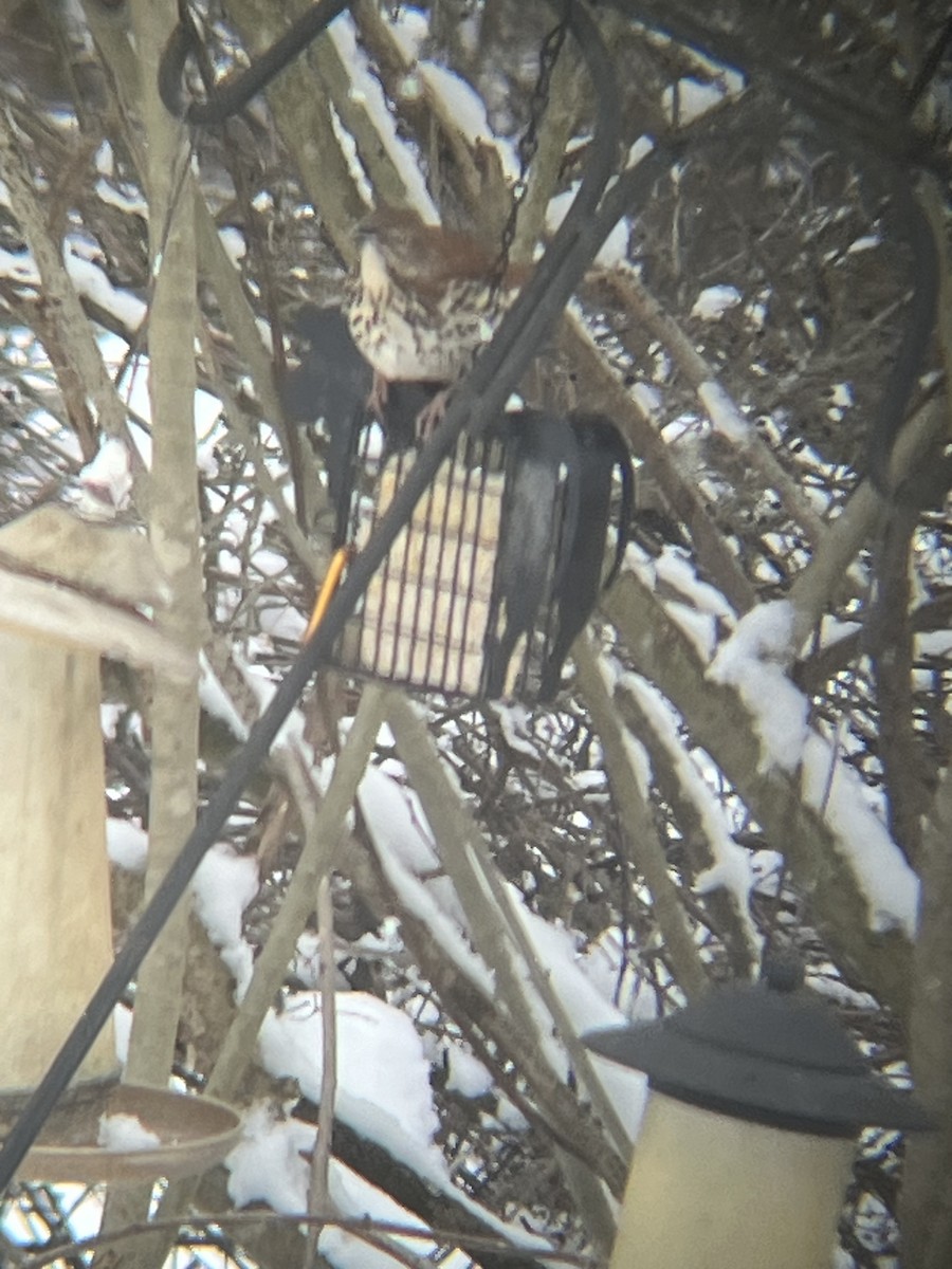 Brown Thrasher - ML614991117