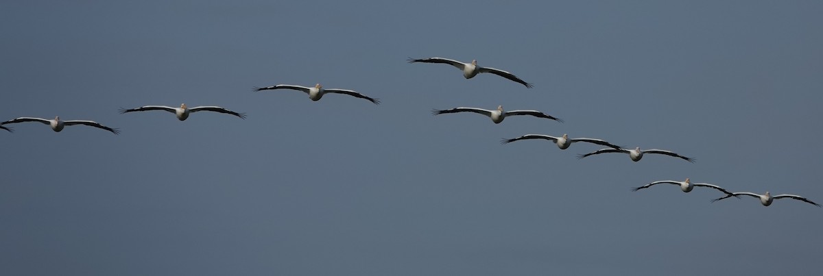 American White Pelican - ML614991198