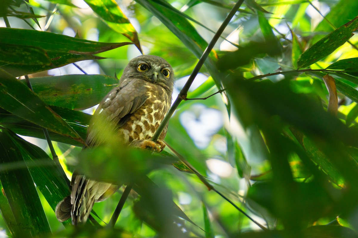 Brown Boobook - ML614991203