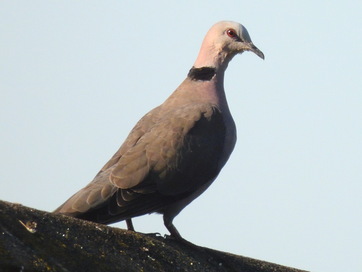 Red-eyed Dove - ML614991210