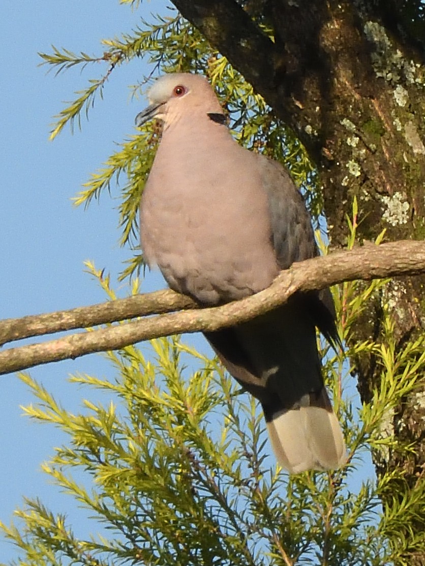 Red-eyed Dove - ML614991211