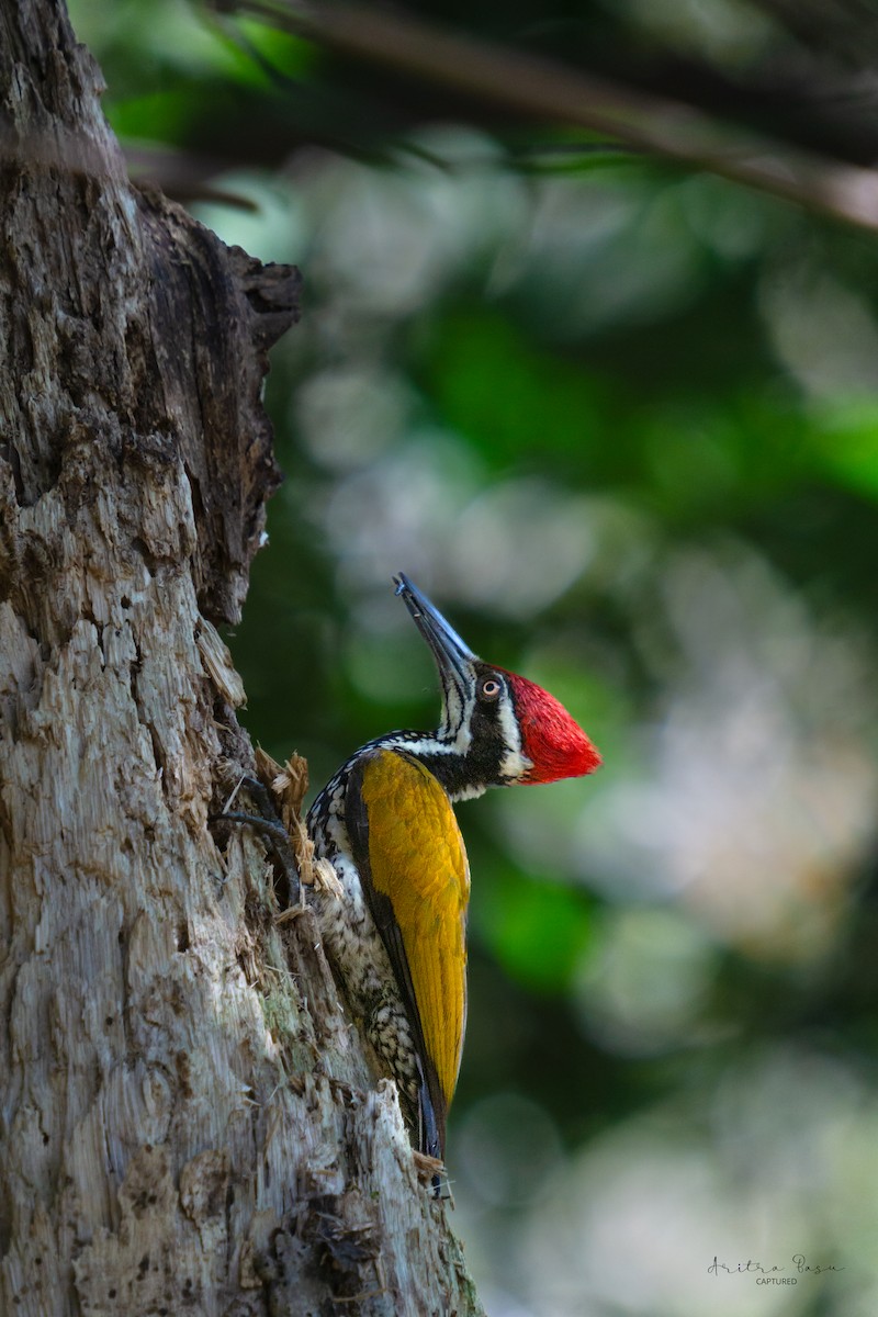 Greater Flameback - ML614991229