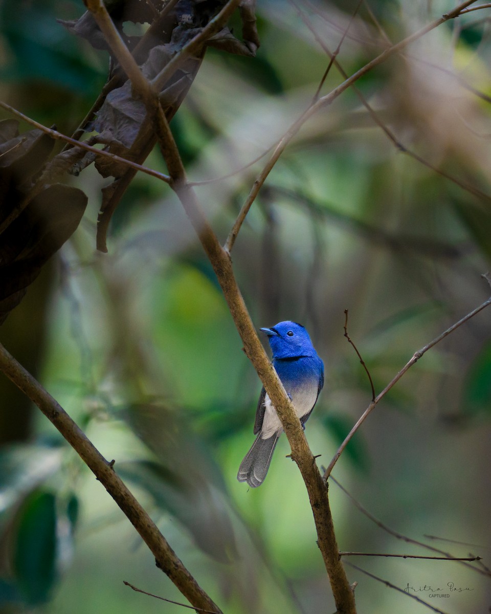 Black-naped Monarch - ML614991290