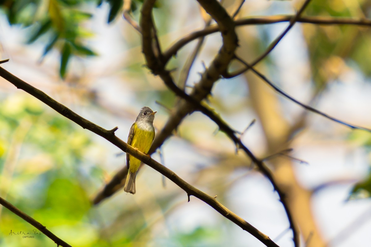 Gray-headed Canary-Flycatcher - ML614991329