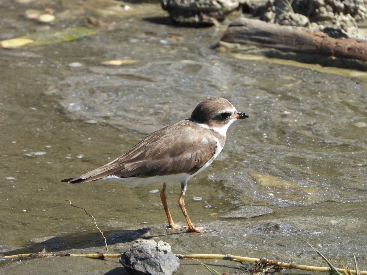 Semipalmated Plover - valerie pelchat