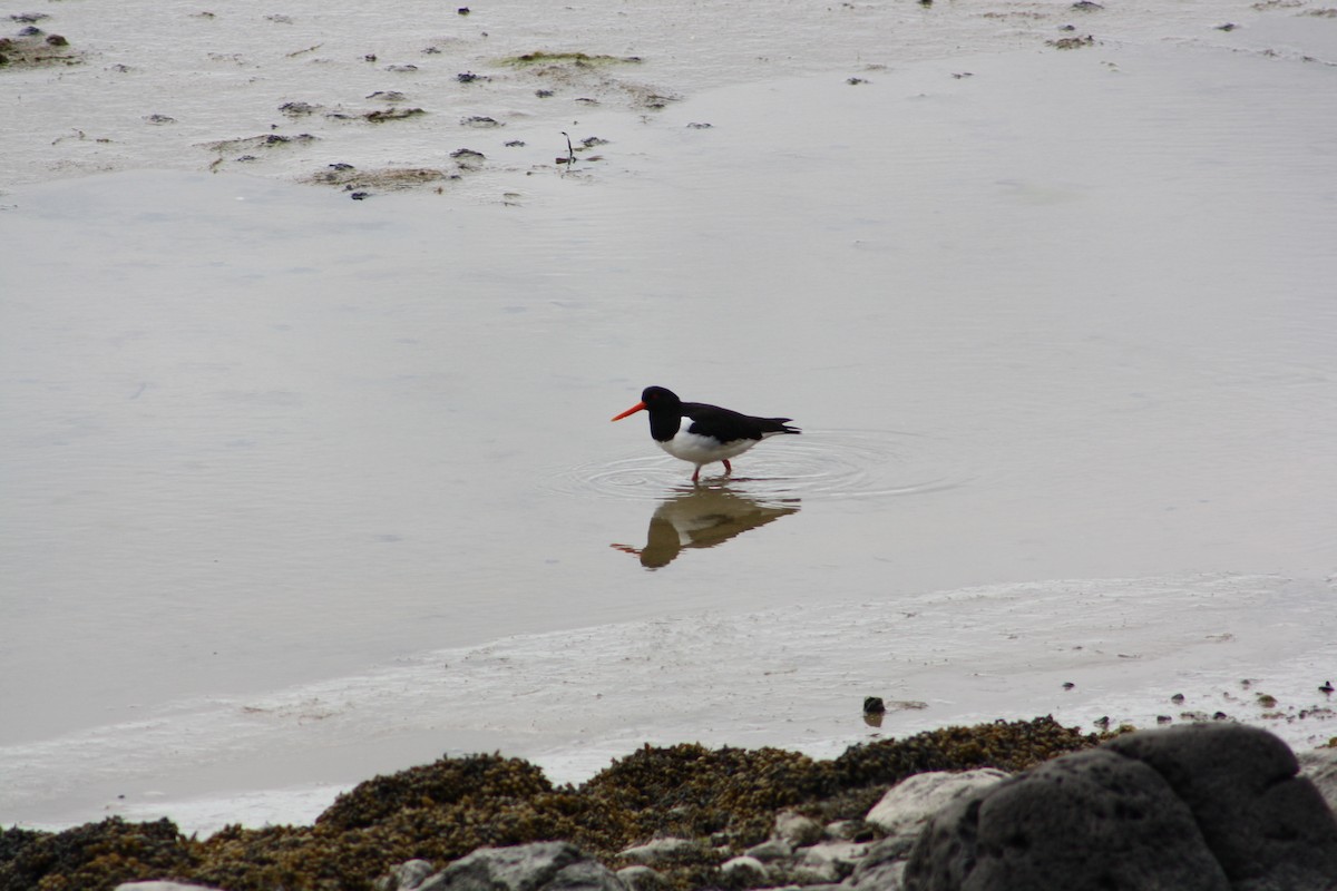 Eurasian Oystercatcher - ML614991421