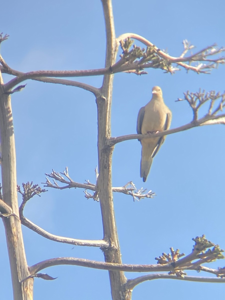 Mourning Dove - ML614991436