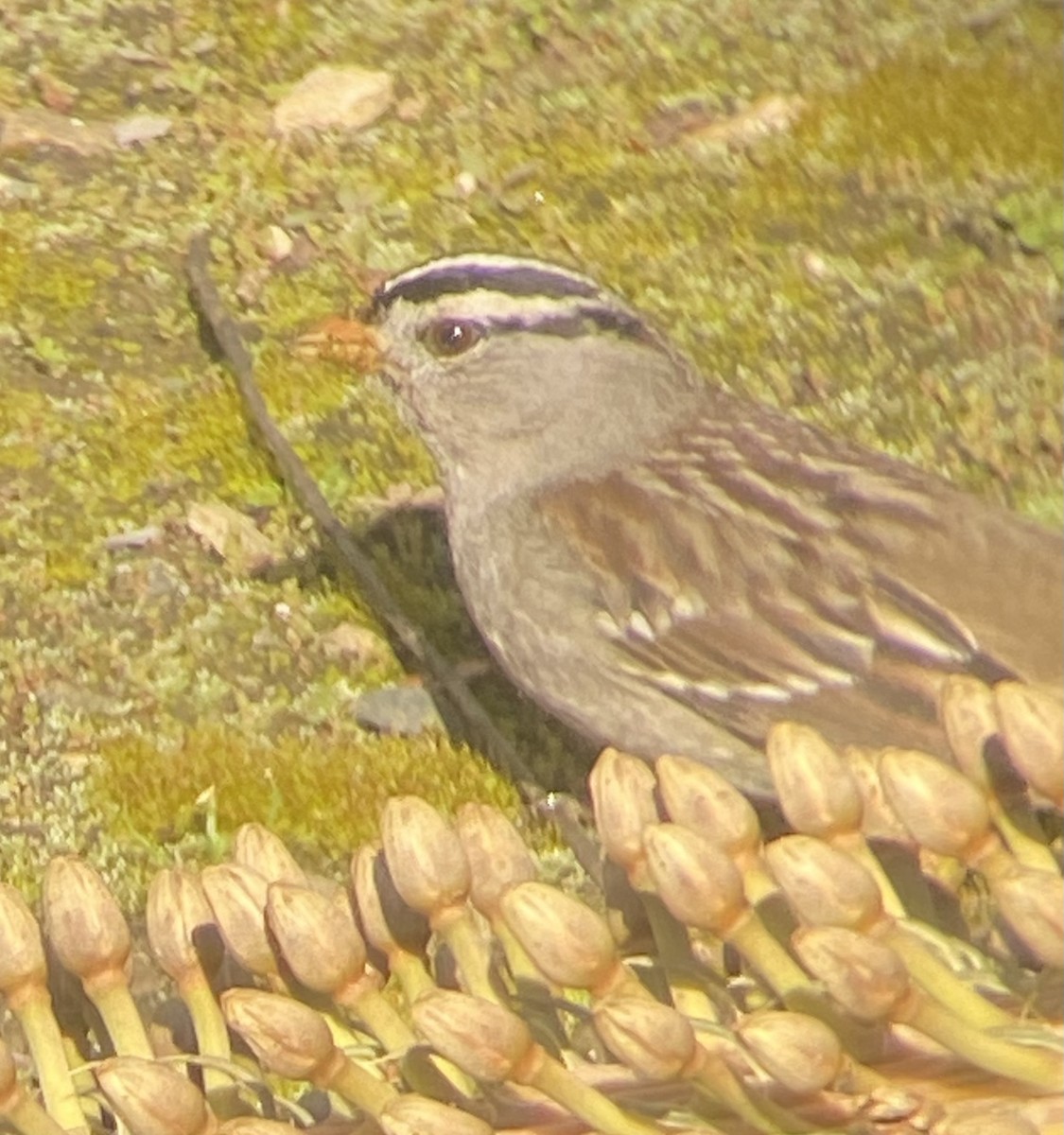 White-crowned Sparrow - ML614991540