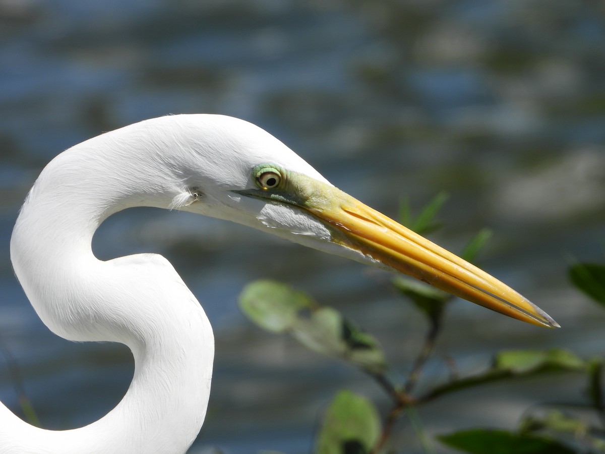 Great Egret - ML614991661