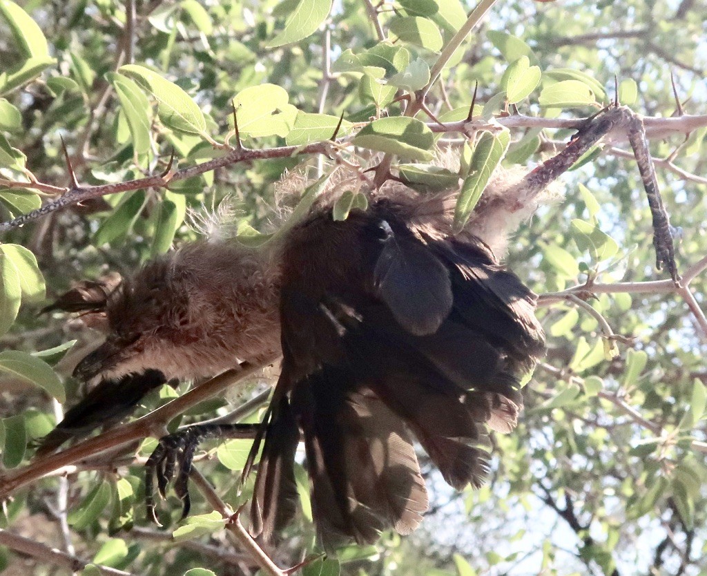 Southern Pied-Babbler - ML614991667