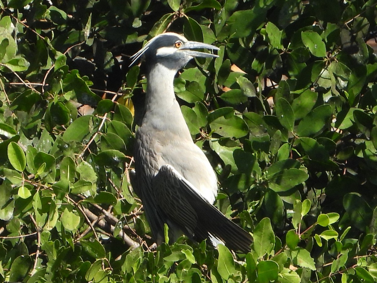 Yellow-crowned Night Heron - ML614991672