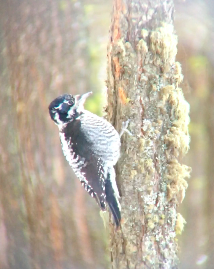 American Three-toed Woodpecker - ML614991695