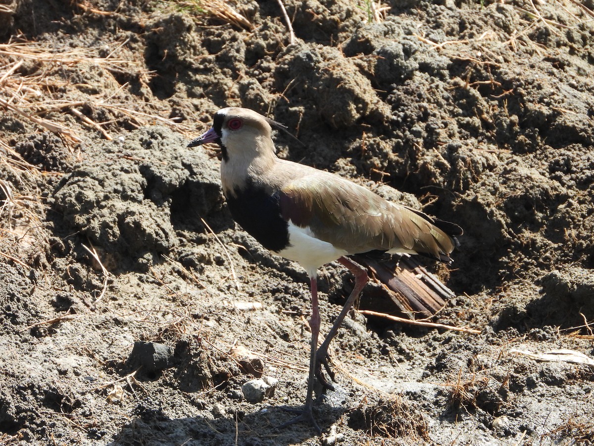 Southern Lapwing - ML614991696